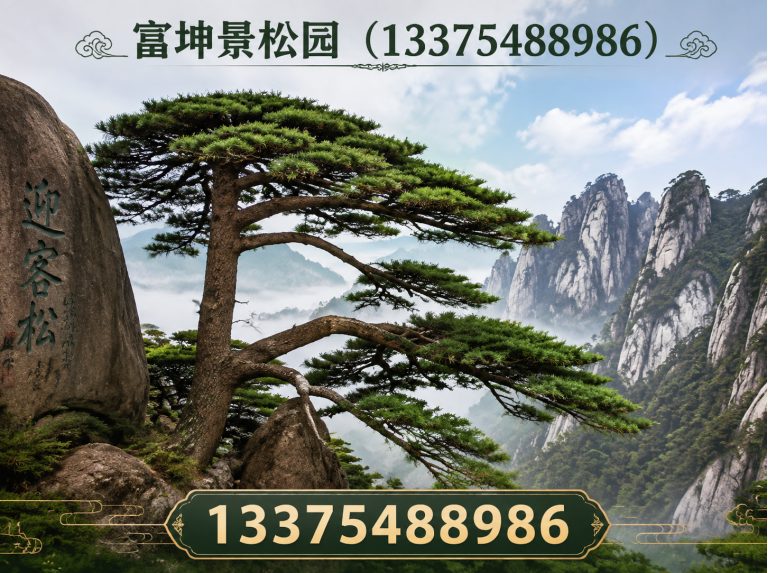 宁阳县造型松批发展示图