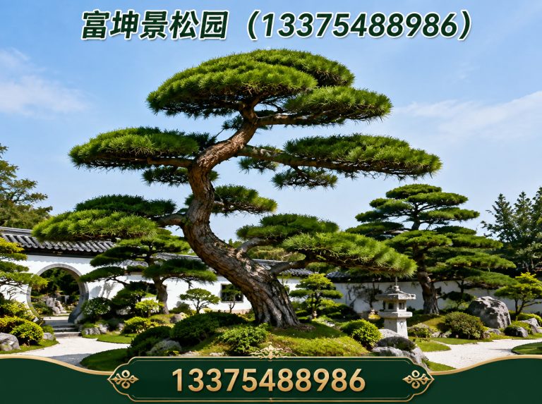 宁阳县泰山松展示图