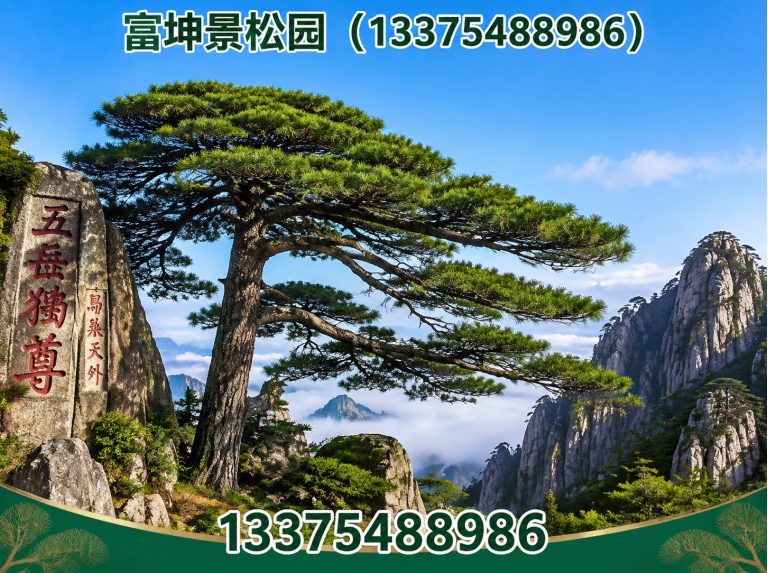宁阳县庭院造型松展示图